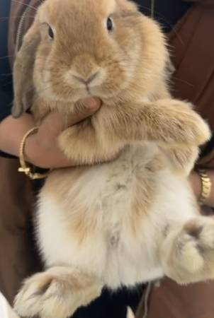 Conejo Holland Lop / conejito (Farmington Hills)