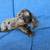 Dachshund 3 thumbnail