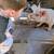 UPDATE*****PIGLETS- 2 Boar 1 Sow Left 3 thumbnail