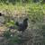 Laying hens and two baby roosters available 7 thumbnail