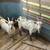 Nigerian dwarf goat 1 thumbnail