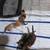 Free kittens 2 thumbnail