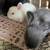 Bunnies 5 thumbnail