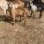 Nubian goat doeling 1 thumbnail