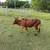 Zebu cattle 2 thumbnail