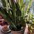 Large Sansaveria 1 thumbnail