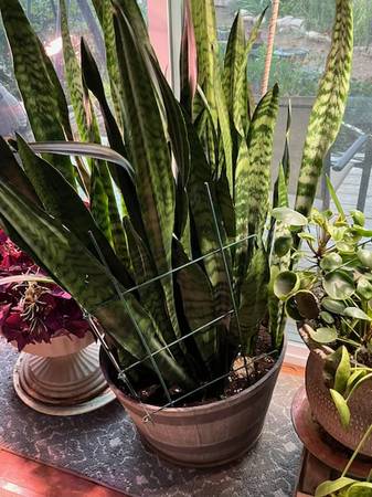 Large Sansaveria 1
