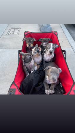 AMERICAN POCKET BULLIES 1