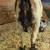 🌟 ADGA registerable doeling🌟 2 thumbnail