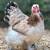 Brahma chicks-mottled, porcelain, blue salmon, lemon pyle, Isabel 10 thumbnail