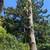 TREE  REMOVE & CLEAN UP SERVICES PREVENT FIRE EAST BAY 13 thumbnail