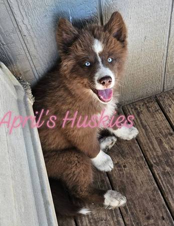 Husky puppies63671518691201120