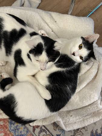 rehoming 2 American shorthair cats 1
