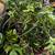 Mini Monstera , Swiss Cheese Monstera, Philadendron Brazil Fresh Cuttings 2 thumbnail