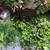 INDOOR 20+ PLANT SALE 7AM-7PM ALL MUST GO! Creeping Charlie, Spider 1 thumbnail