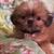 Shih Tzu boys and retiring moms 4 thumbnail