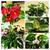 So Many Pretty Plants, starting at $5 4 thumbnail