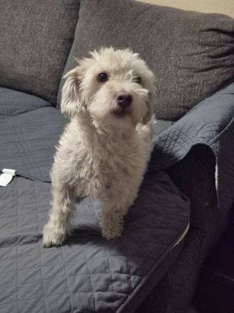Cruce blanco de terrier (castrado)556531491338332161