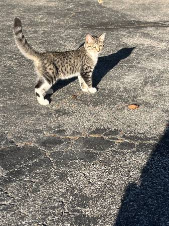 Gatitos gratis63850258097027120