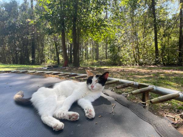 Calico Kitten needs Rehoming