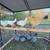 laying hens 2 thumbnail