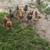 Laying Hens 3 thumbnail