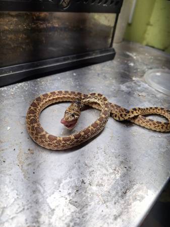 Ball pythons morphs adults and bull snakes rehoming 1