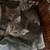 Kittens 1 thumbnail