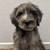 Labradoodles 11 thumbnail