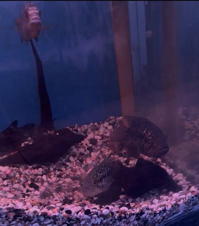 Cichlid - Jaguar $1 (LA)63953953200003122