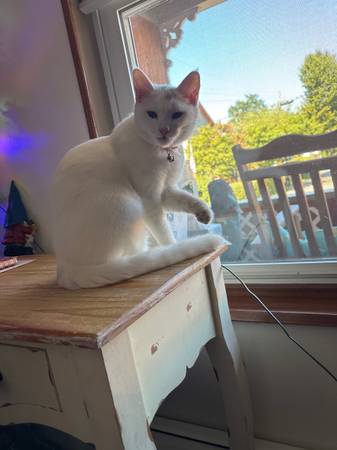 8 month old white Cat - pets - craigslist 8 month old white Cat - pets - craigslist