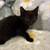 Kittens 3 thumbnail