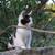 Friendly kittens 8 thumbnail