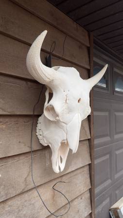 Bison skull 1