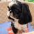 Shihtzu boy 2 thumbnail