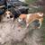 3 walker deer dogs 3 thumbnail