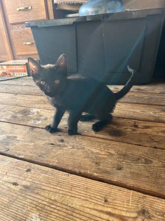 Beautiful kitten
