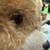 Vintage Teddy Ruxpin-broken Eye/1985 6 Worlds of Wonder Books/tapes 4 thumbnail