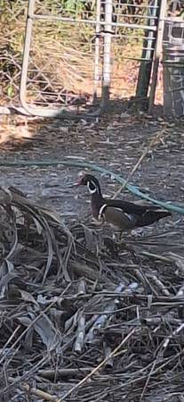 wood ducks 1