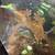 Gargoyle & Crested Geckos 6 thumbnail