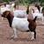 Boer Goat Commercial Seedstock Operation 5 thumbnail