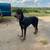 Male doberman pinscher at stud 2 thumbnail