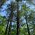 Nice, quiet, peaceful 1.24 Acre 4 thumbnail