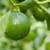 Mexican Lime Key Lime tree for sale Organic 5 thumbnail