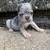 French bulldog puppies 2 thumbnail