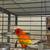 Red Factor Sun Conure 5 thumbnail