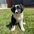 Border collie puppies 3 thumbnail