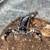 Asian Forest Scorpion (Heterometrus spinifer) 2 thumbnail