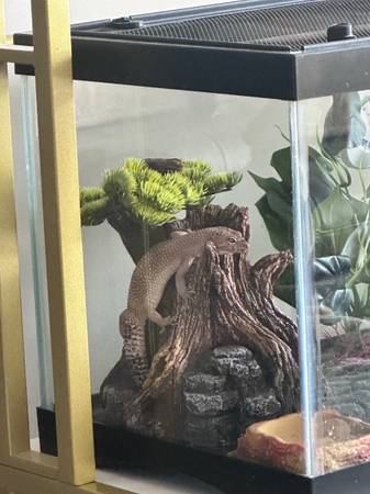 Leopard Geckos (Atlanta)63922481126274123