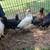 Young pullets 4 total 2 thumbnail